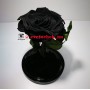 Черная роза в колбе королевская